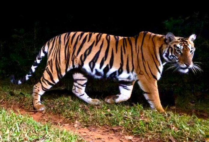 राष्ट्रीय सर्वेक्षण से असहमति के बाद, ओडिशा का दावा – 30 रॉयल बंगाल टाइगर और 8 शावक मौजूद