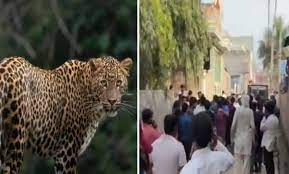 उत्तरी दिल्ली में तेंदुए के हमले में तीन लोग घायल