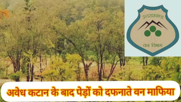 झांजरा रेंज में हरे पेड़ों का खुला कटान: वन विभाग की कार्यवाही पर उठ रहे सवाल