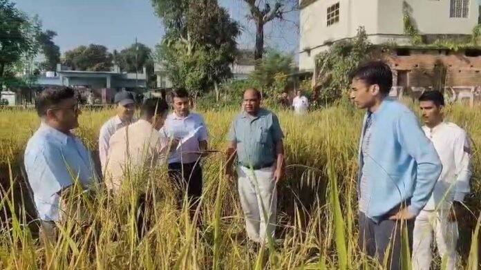 सुबह-सुबह किसान बने डीएम सविन बंसल, कृषकों संग की धान की फसल कटाई